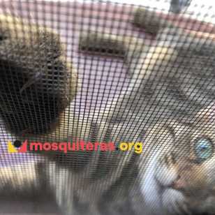 Mosquitera Abatible Para Gatos