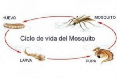 Cuánto vive un mosquito