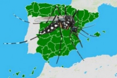 El mosquito tigre en España