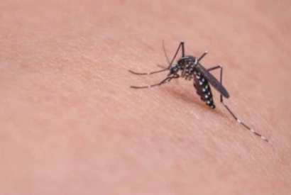 Virus del Nilo: Cómo Prevenirlo Usando Mosquiteras