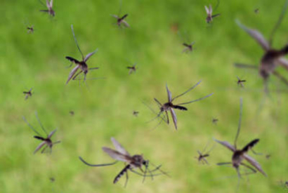 Zonas de España con más mosquitos y cómo evitarlos