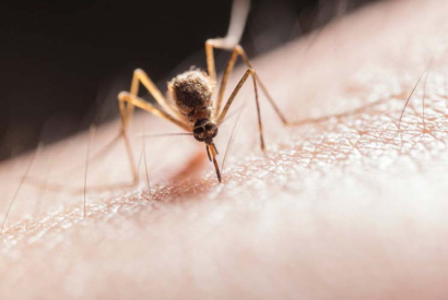 Consejos para evitar que te piquen los mosquitos