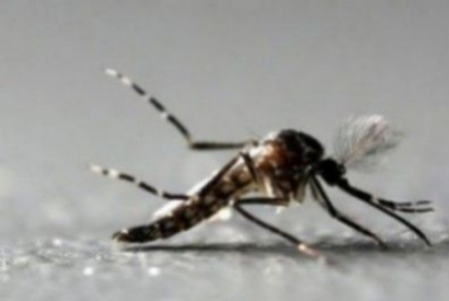 Estudio demuestra que los mosquitos recuerdan el olor de su humano preferido