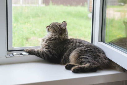 ¿Cómo elegir una mosquitera para mascotas? | Mosquiteras.org