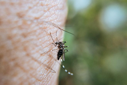 Tipos de mosquitos en España