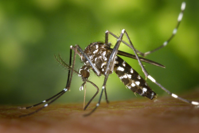 Por qué son peligrosas las picaduras de mosquito tigre y cómo evitarlas