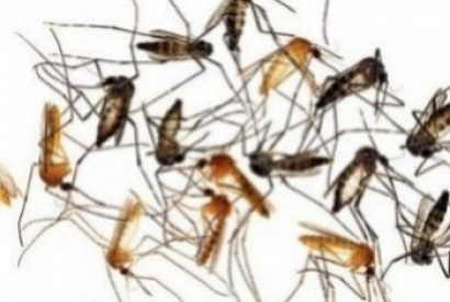 ¿Qué tipos de mosquitos conviven en España y cómo evitarlos?